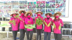 Bersama Dinas Pertanian, Pengurus Cabang Bhayangkari Pohuwato Panen Tanaman Sayuran