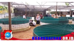 Komunitas Petani Lele Flamboyan Farm Nikmati Panen 4 Kali Lipat Berkat Dukungan PLN Peduli